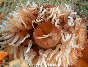 This was living on the side of a hermit crab by Suzan Meldonian 